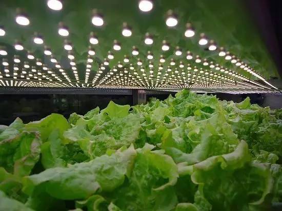 食品安全、植物工廠機械化與中藥健康、農(nóng)業(yè)休閑的融合——藥最網(wǎng)農(nóng)業(yè)開發(fā)新視角